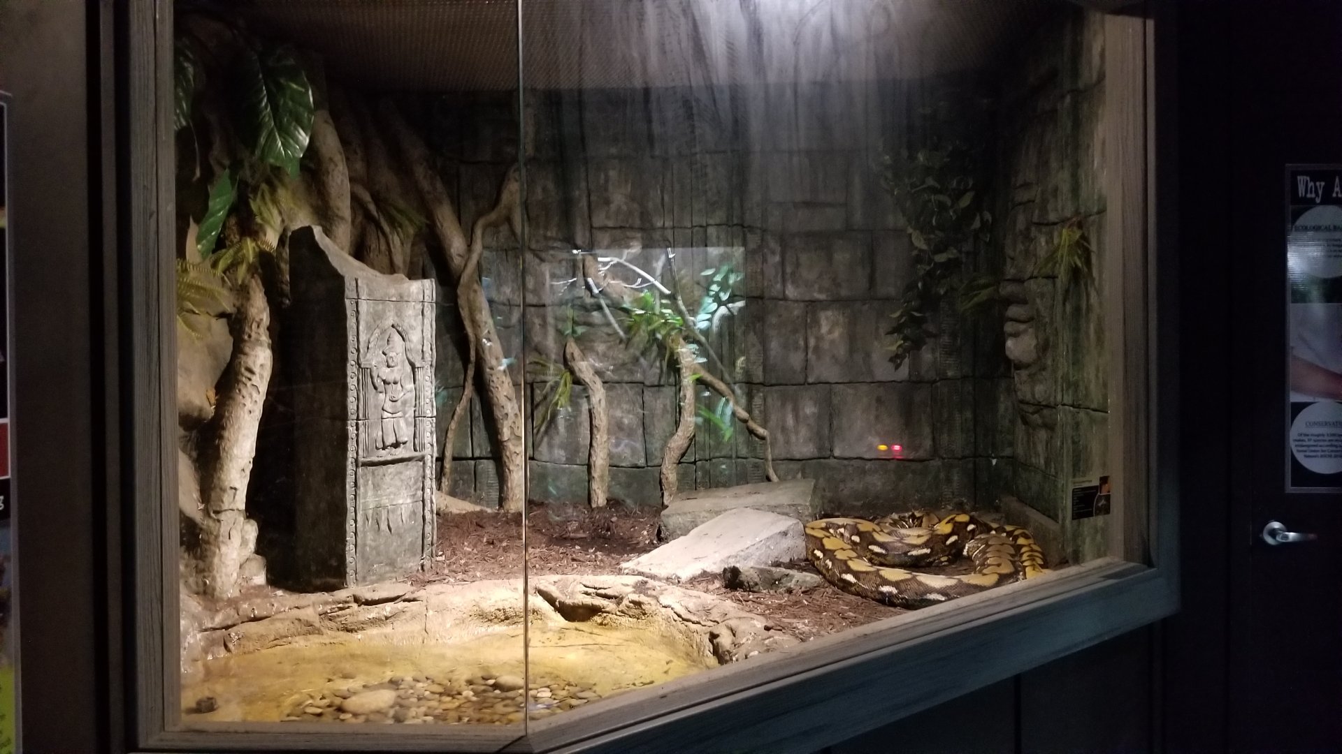 Electric City - Reticulated Python, Python reticulatus