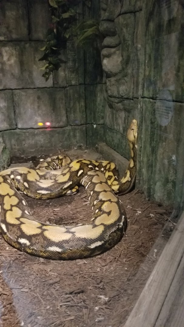 Electric City - Reticulated Python, Python reticulatus