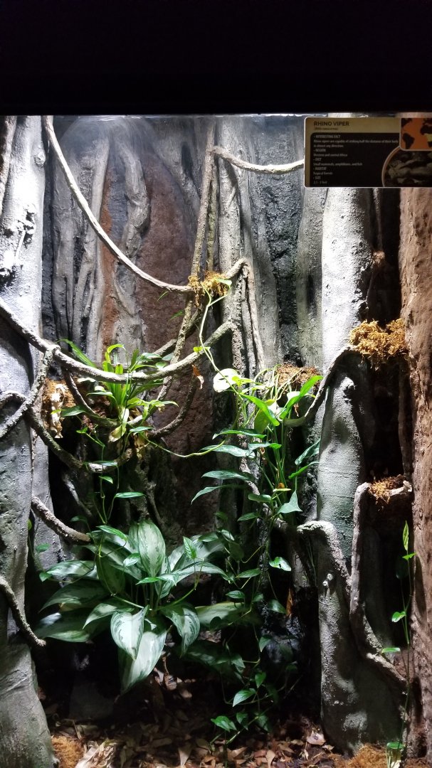 Electric City - Rhino Viper, Bitis nasicornis