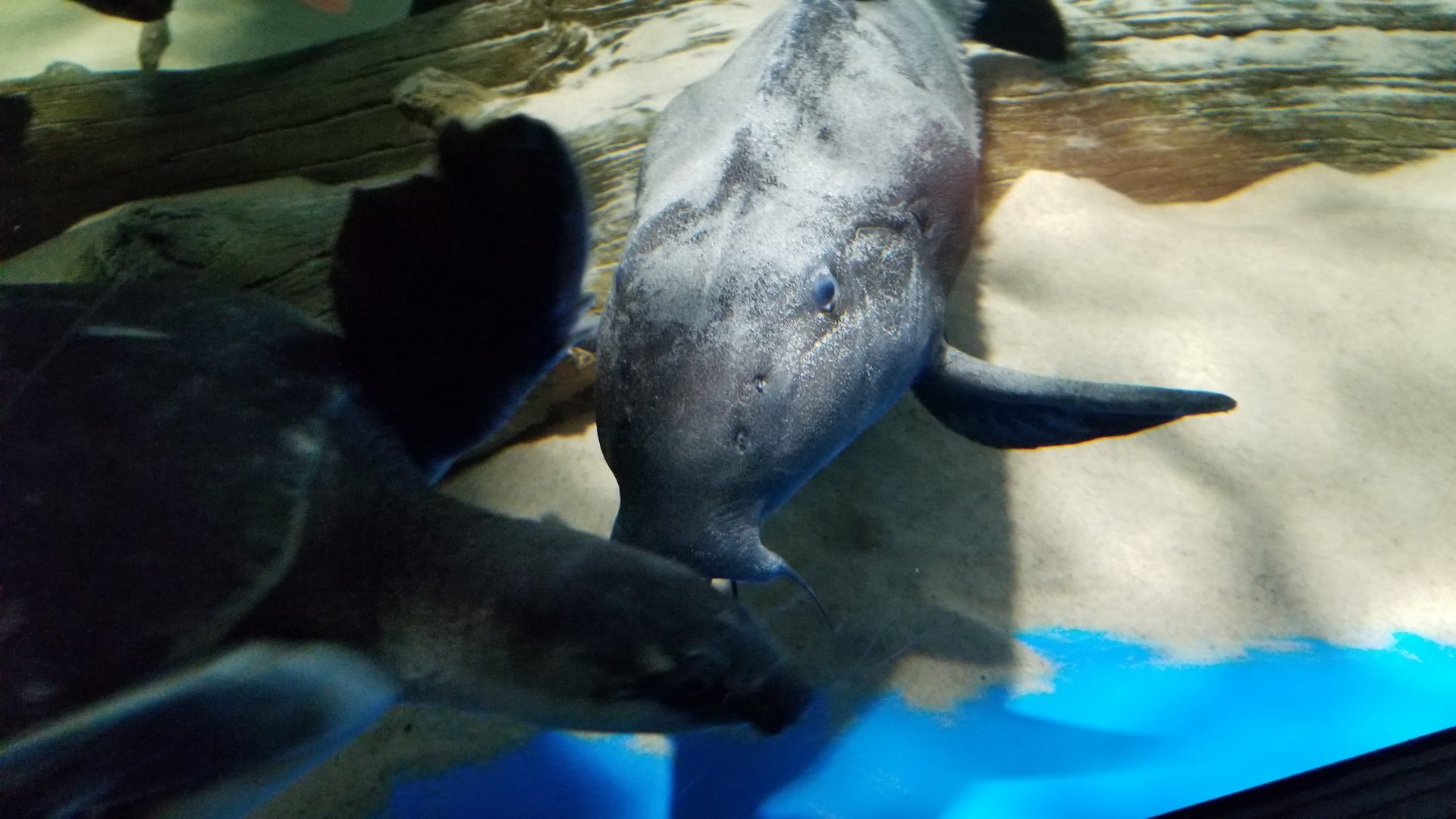 Electric City - Ripsaw Catfish, Fly River Turtle