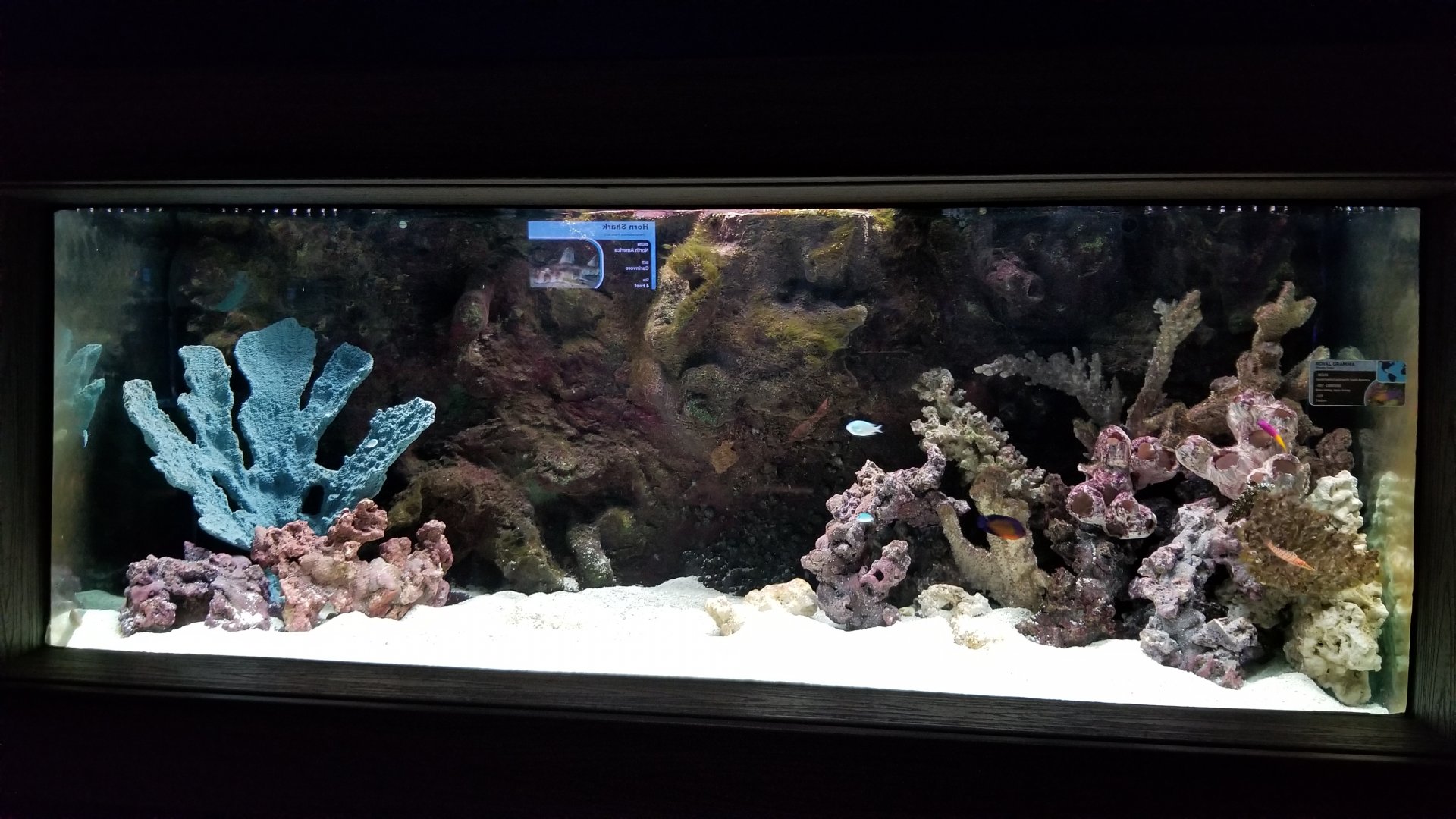 Electric City - Royal Gramma tank