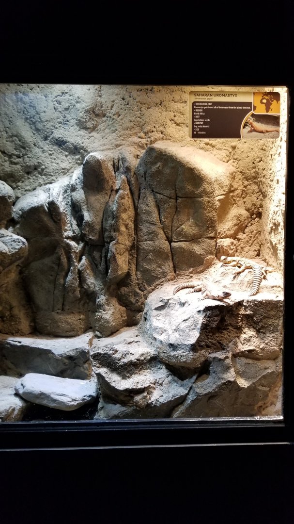 Electric City - Saharan Uromastyx, Uromastyx geyri