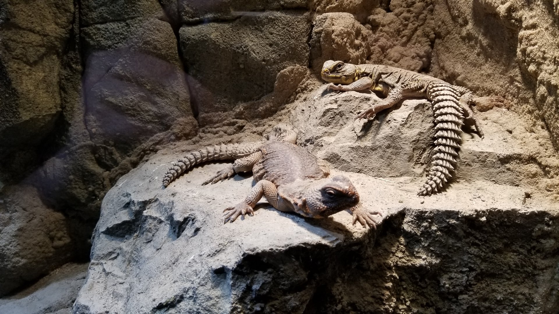 Electric City - Saharan Uromastyx, Uromastyx geyri