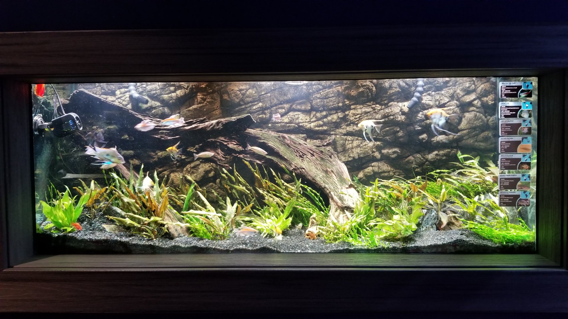 Electric City - Tetra tank