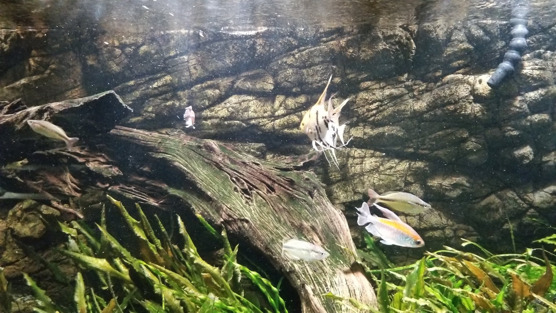 Electric City - Tetra tank