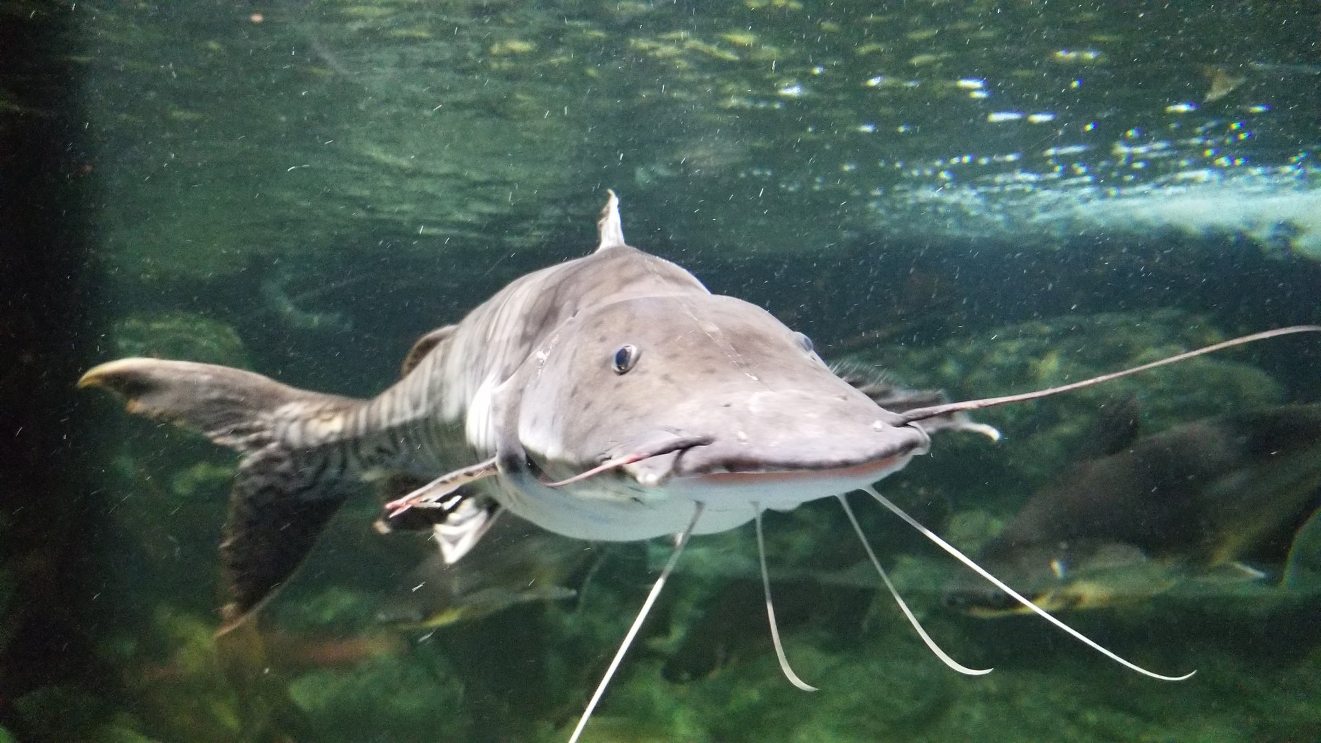 Electric City - Tiger Shovelnose Catfish, Pseudoplatystoma fasciatum