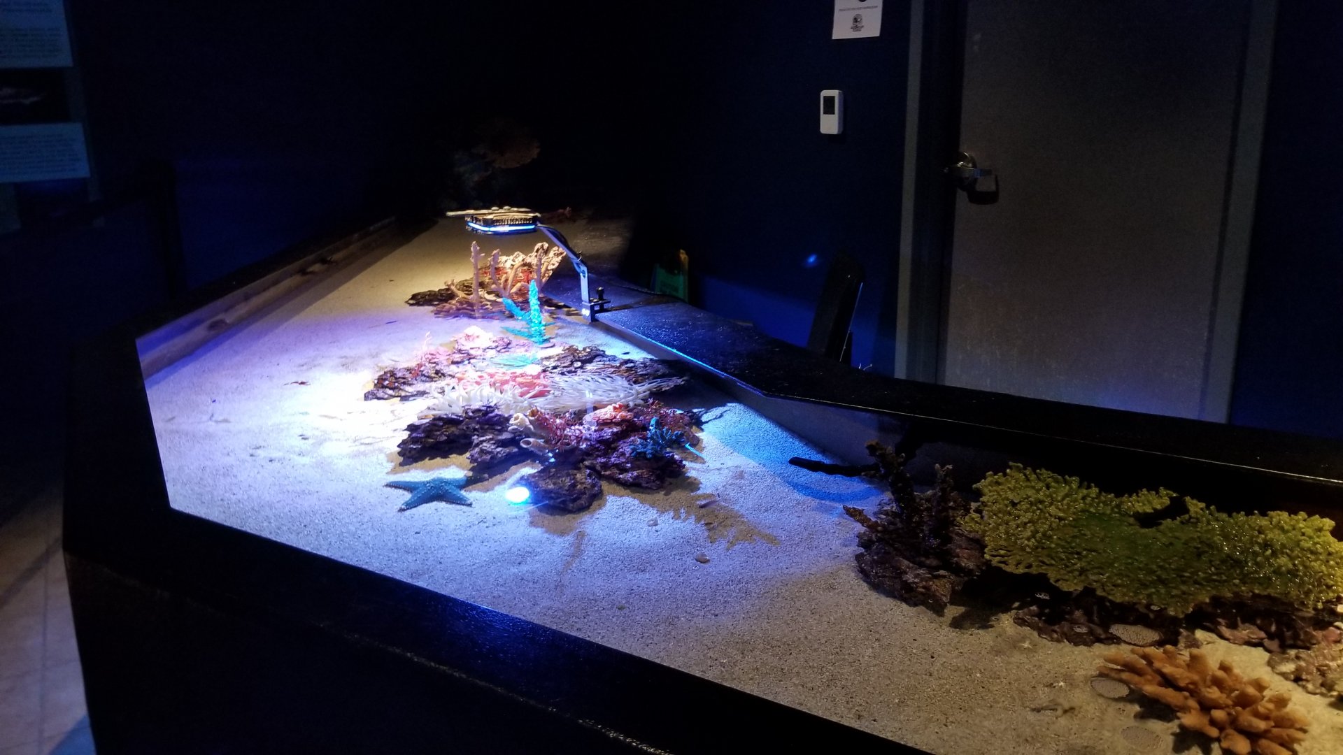 Electric City - Touch tank with corals, stars, etc