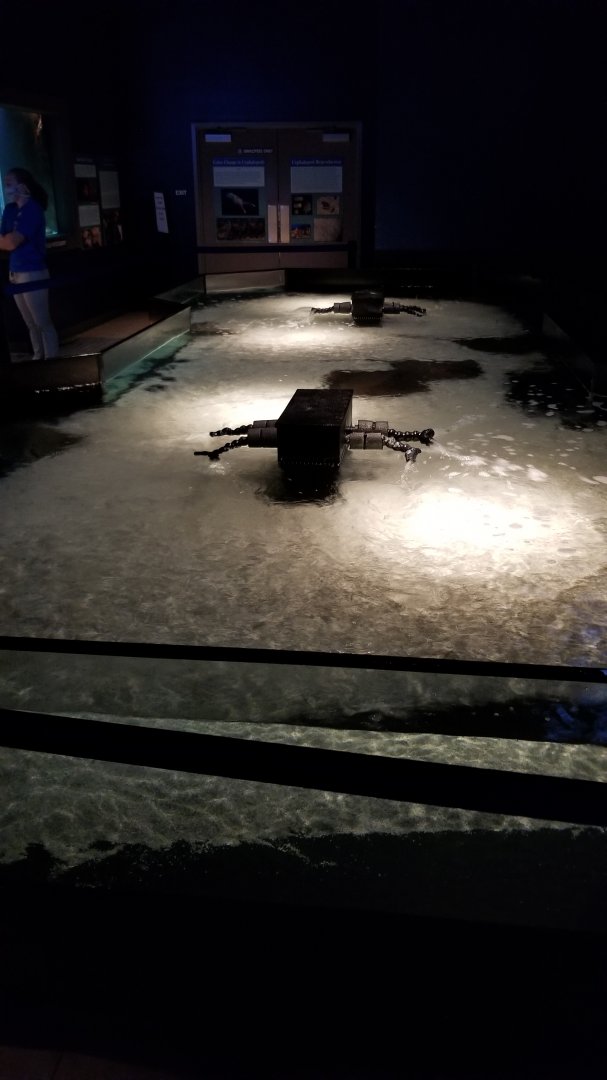 Electric City - Touch tank with cownose rays