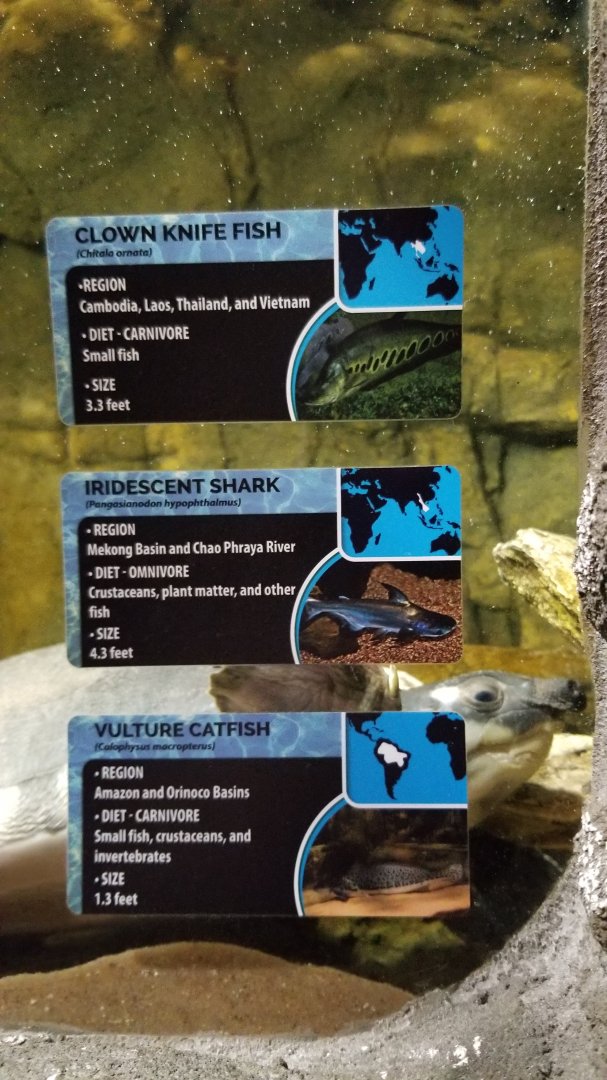 Electric City - tunnel - fly river turtle? unsigned