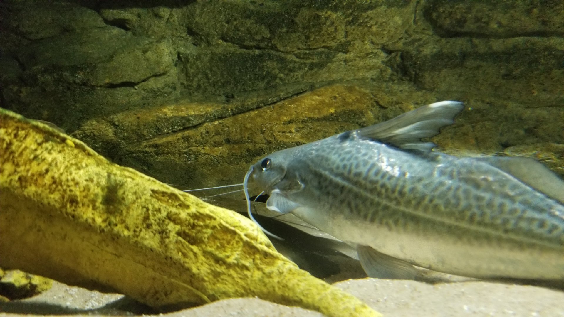 Electric City - tunnel - four lined catfish?