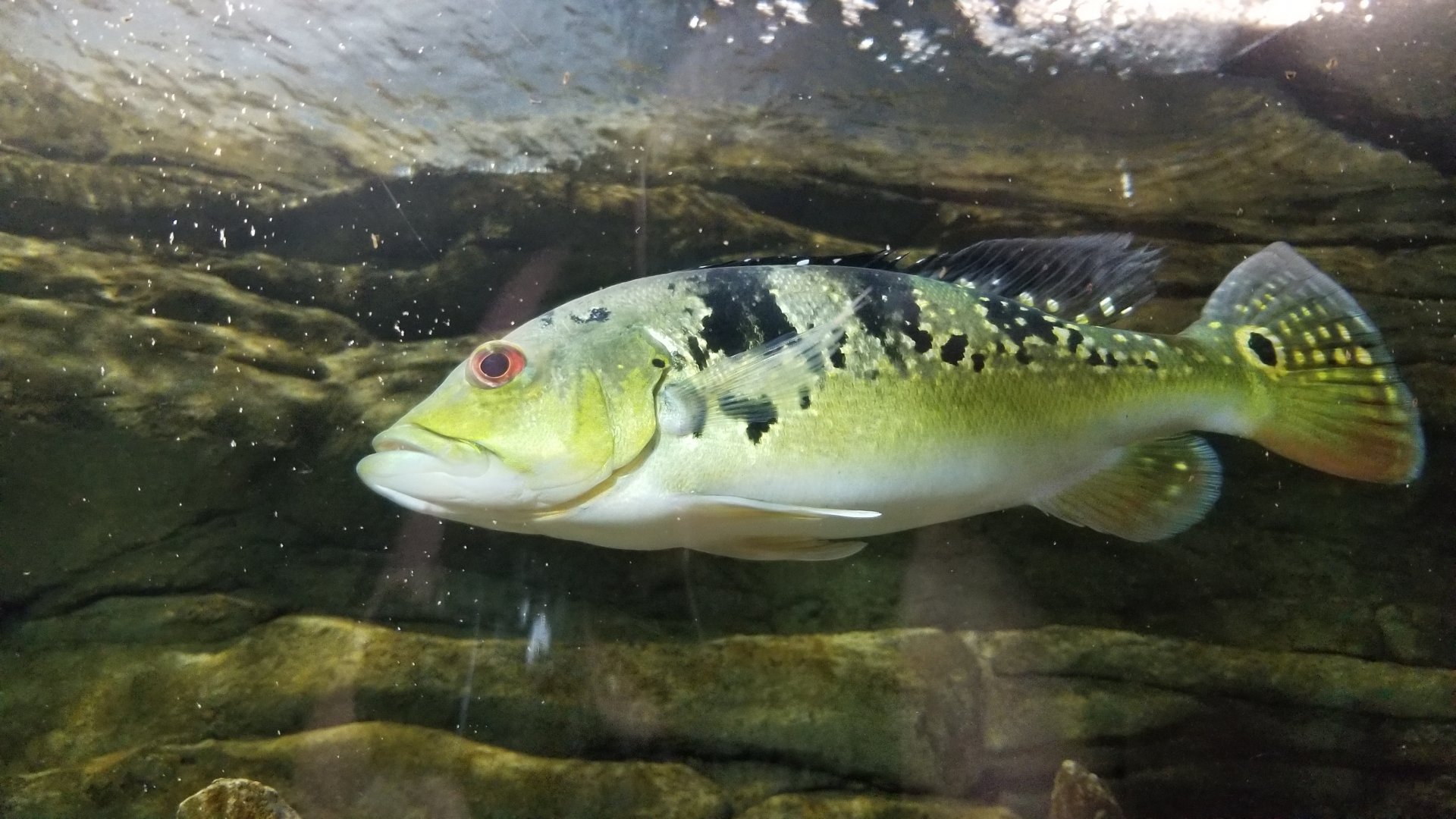 Electric City - tunnel - id?