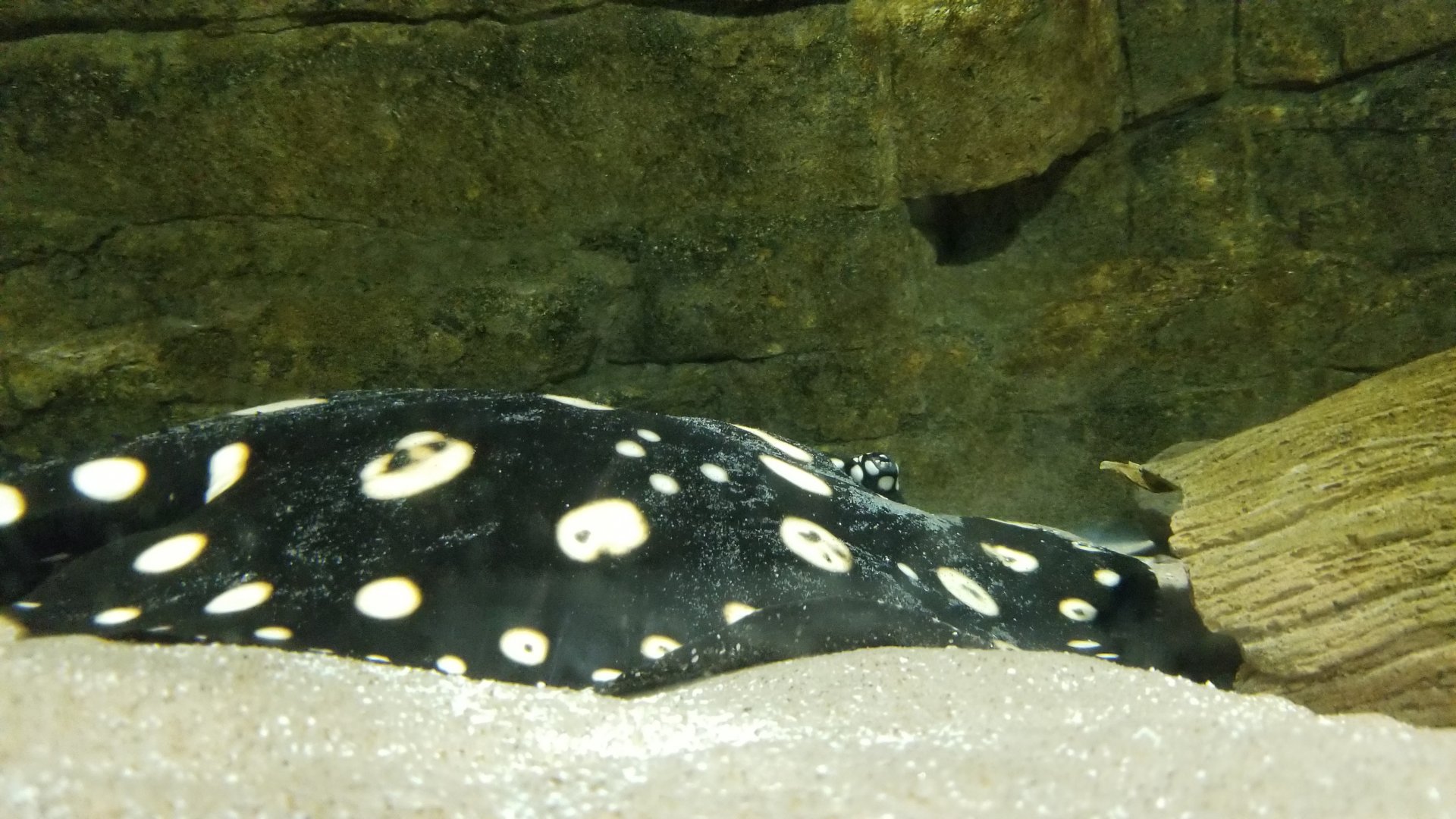 Electric City - tunnel - polka dot stingray