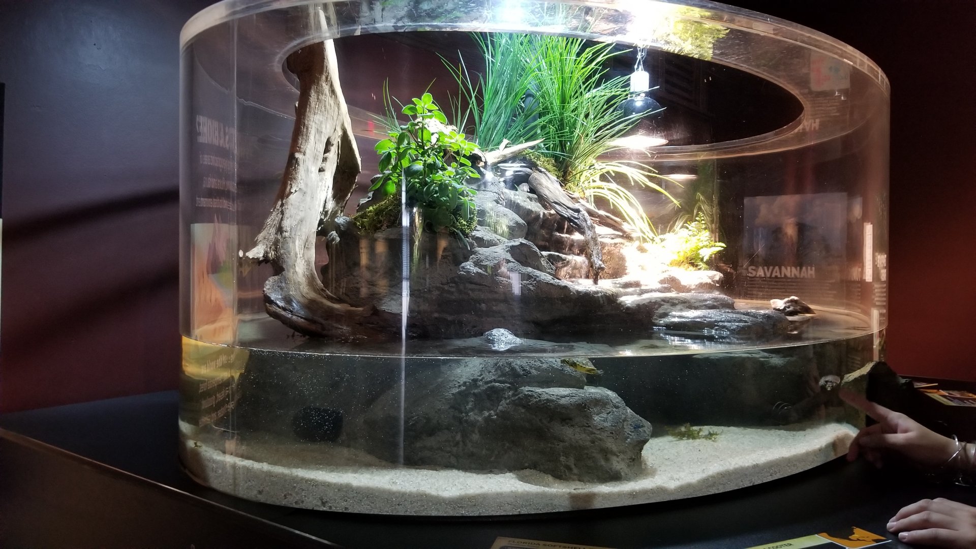 Electric City - Turtles