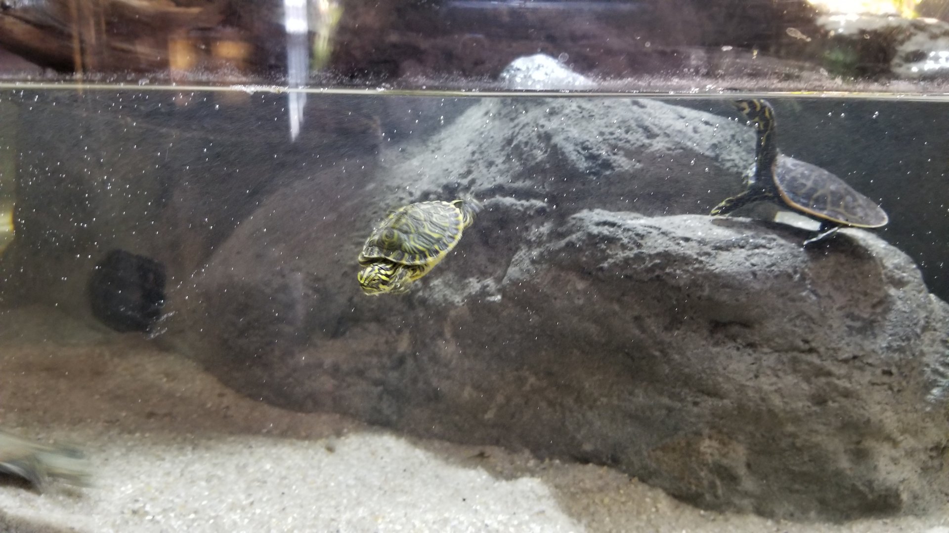 Electric City - Turtles