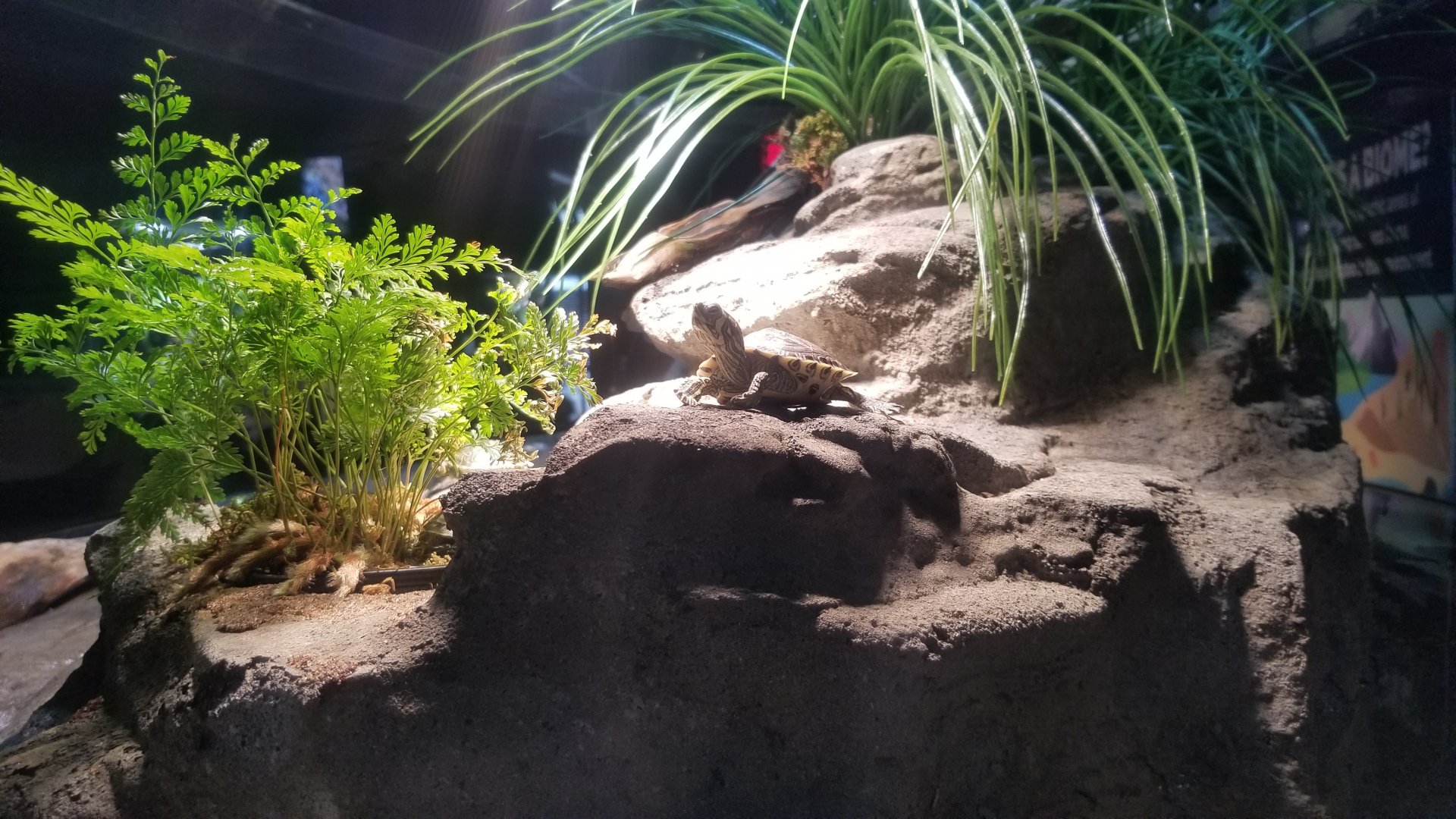 Electric City - Turtles