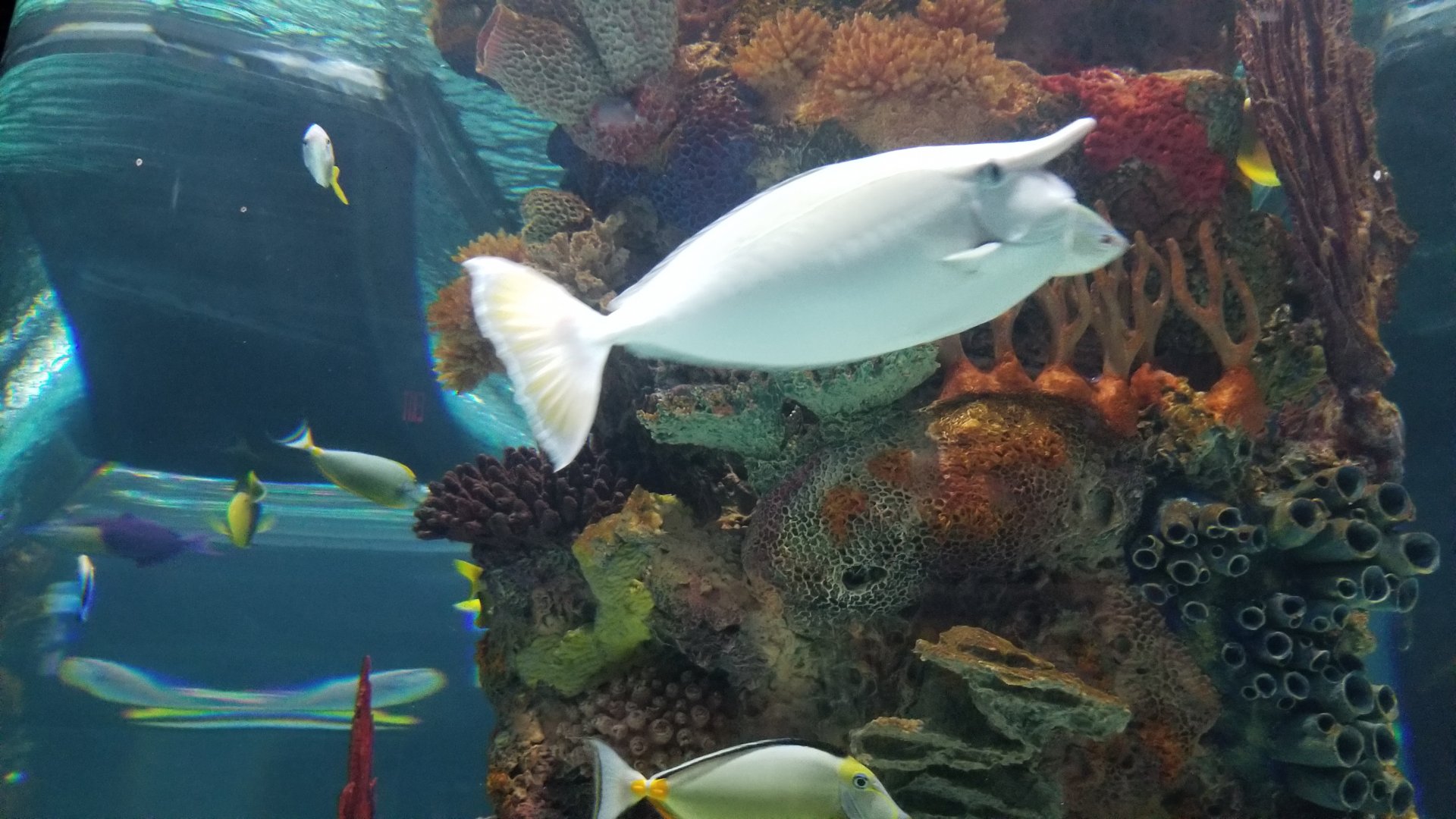 Electric City - Unicorn Tang Naso unicornis, Naso Tang Naso lituratus