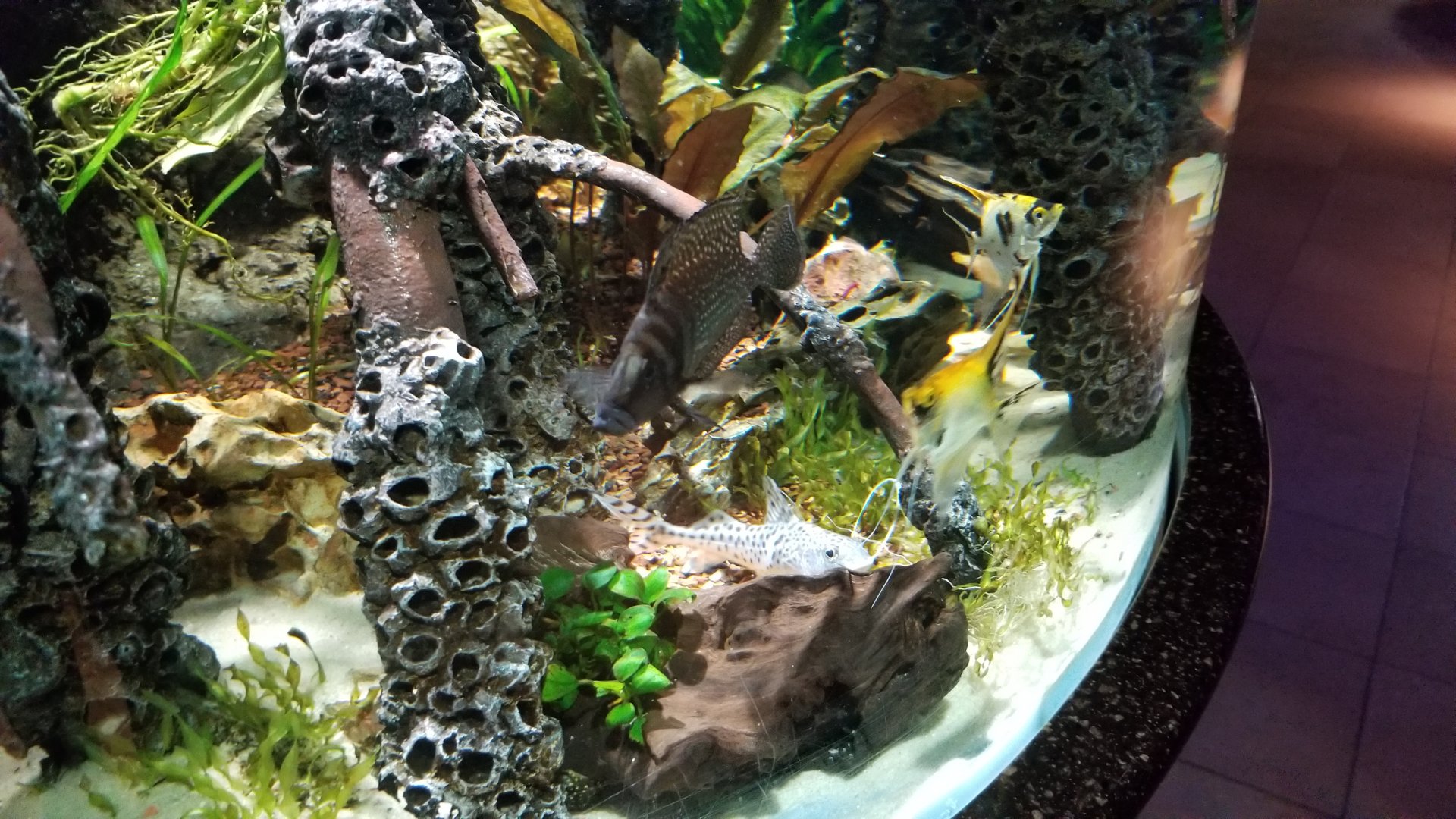 Electric City - unsigned fish in Koi Angelfish tank