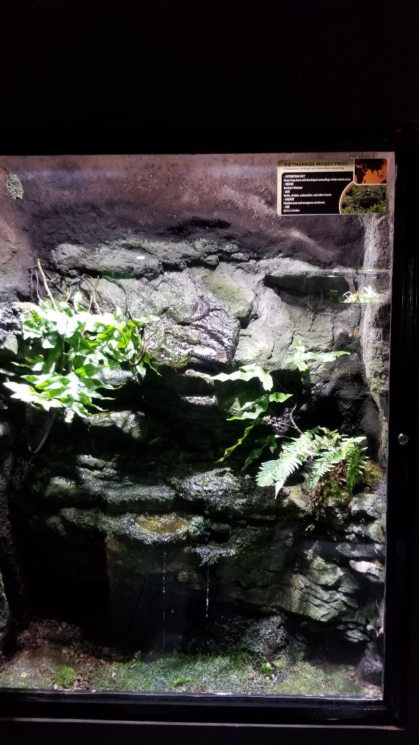 Electric City - Vietnamese Mossy Frog, Theloderma corticale