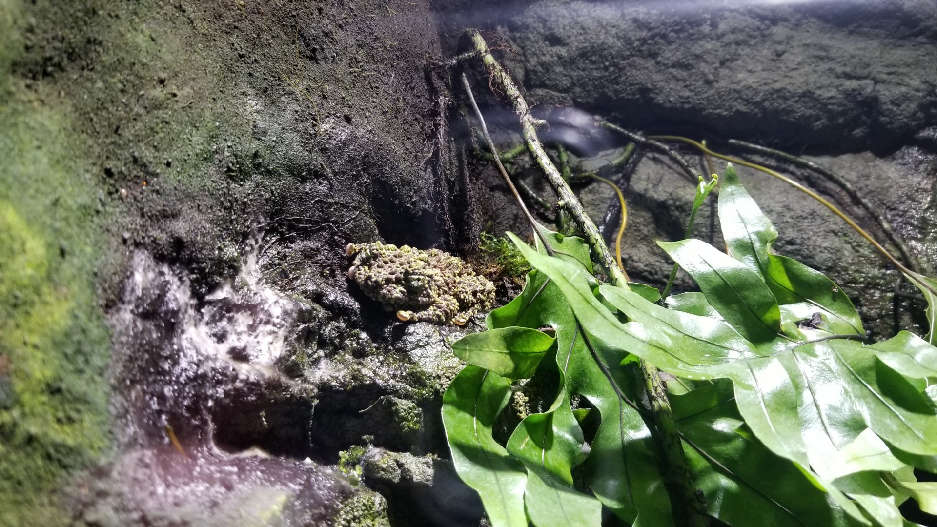 Electric City - Vietnamese Mossy Frog, Theloderma corticale