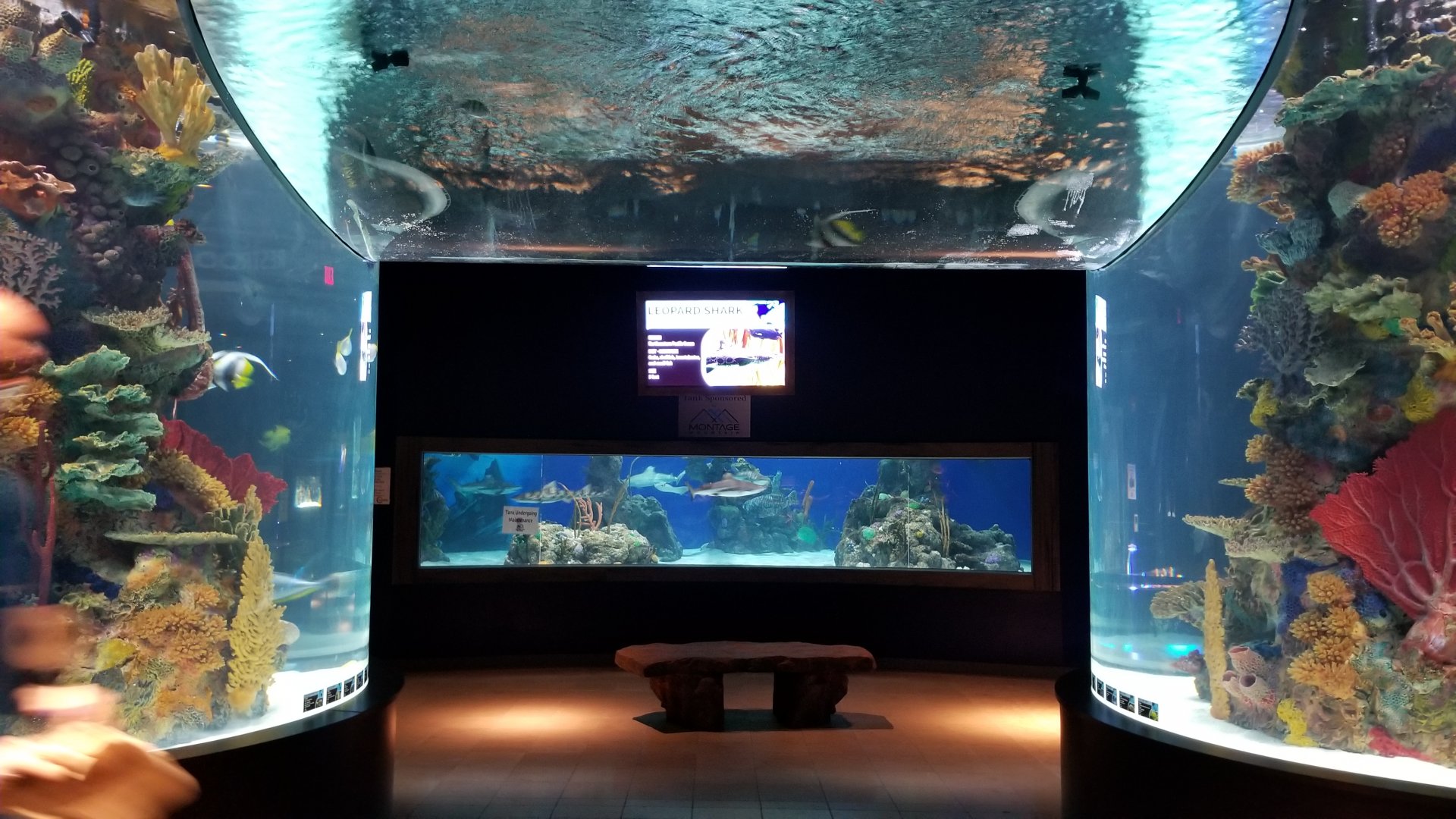 Electric City - View of shark tank from behind large salt fish tank