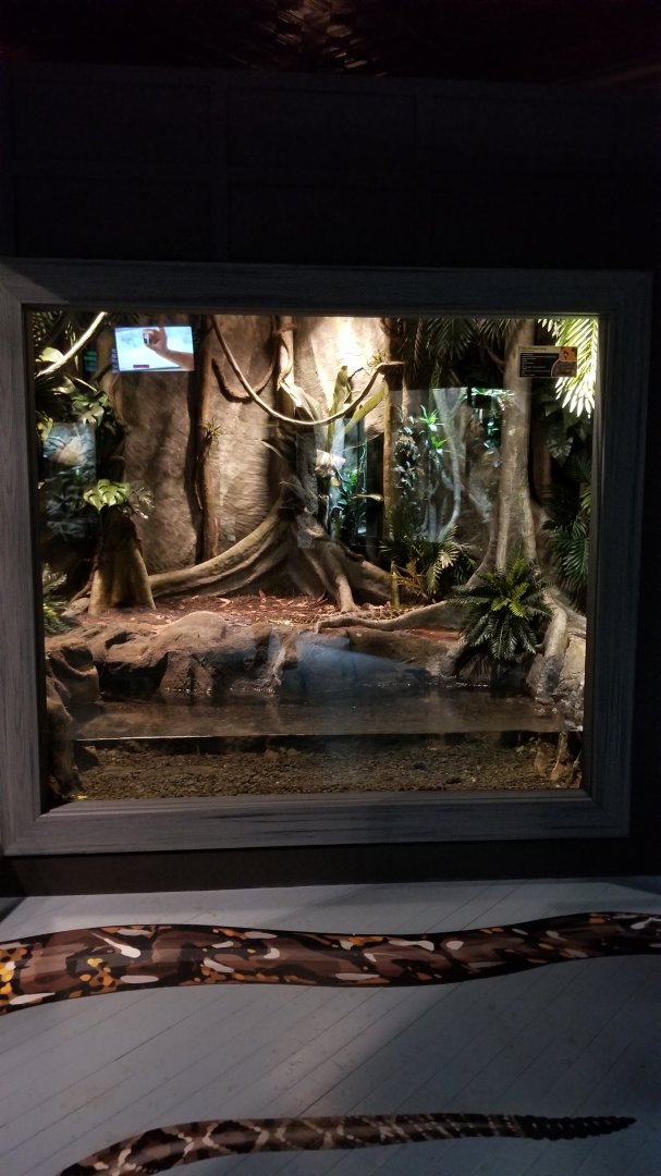 Electric City - Yellow Anaconda, Eunectes notaeus