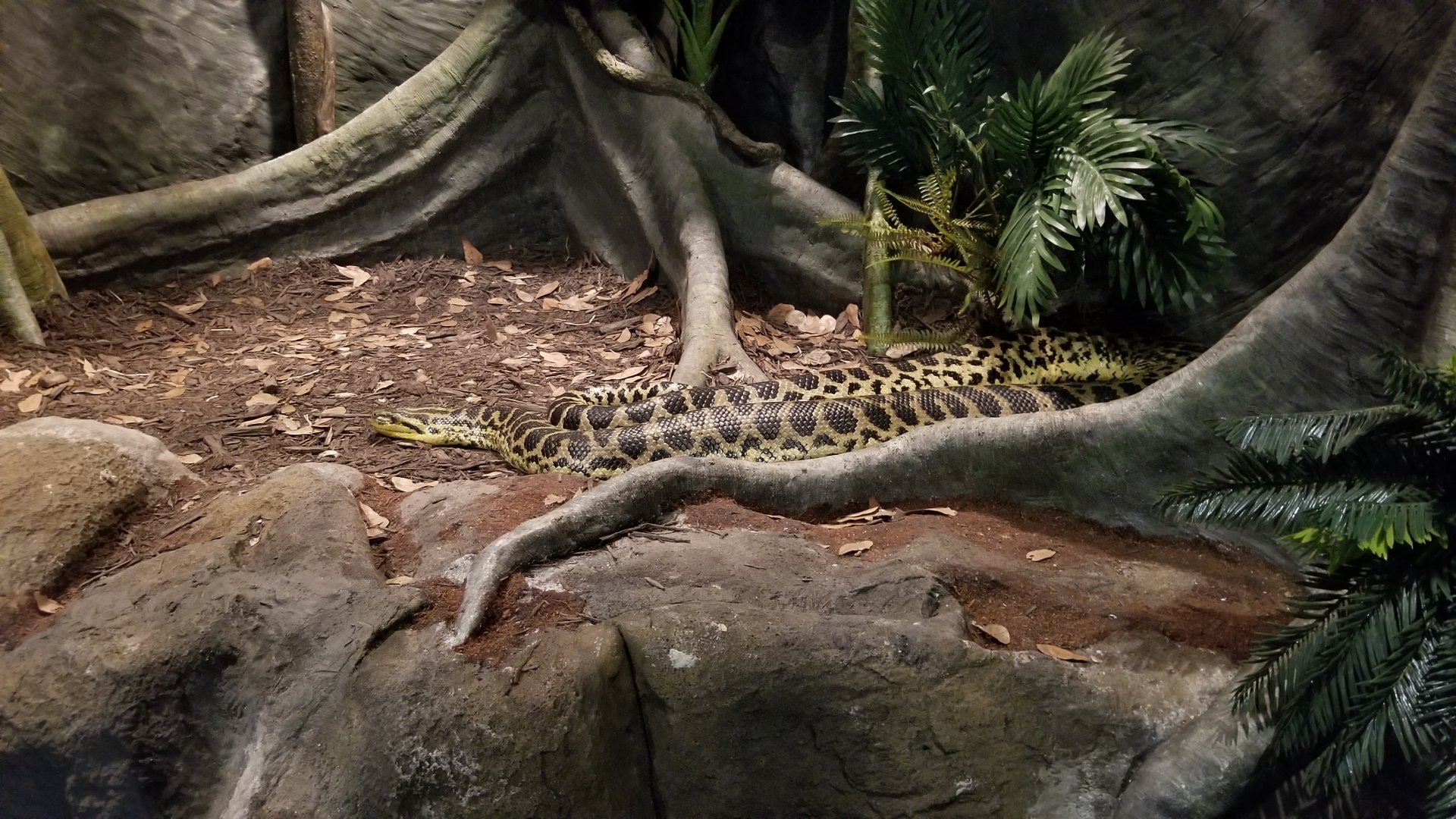 Electric City - Yellow Anaconda, Eunectes notaeus