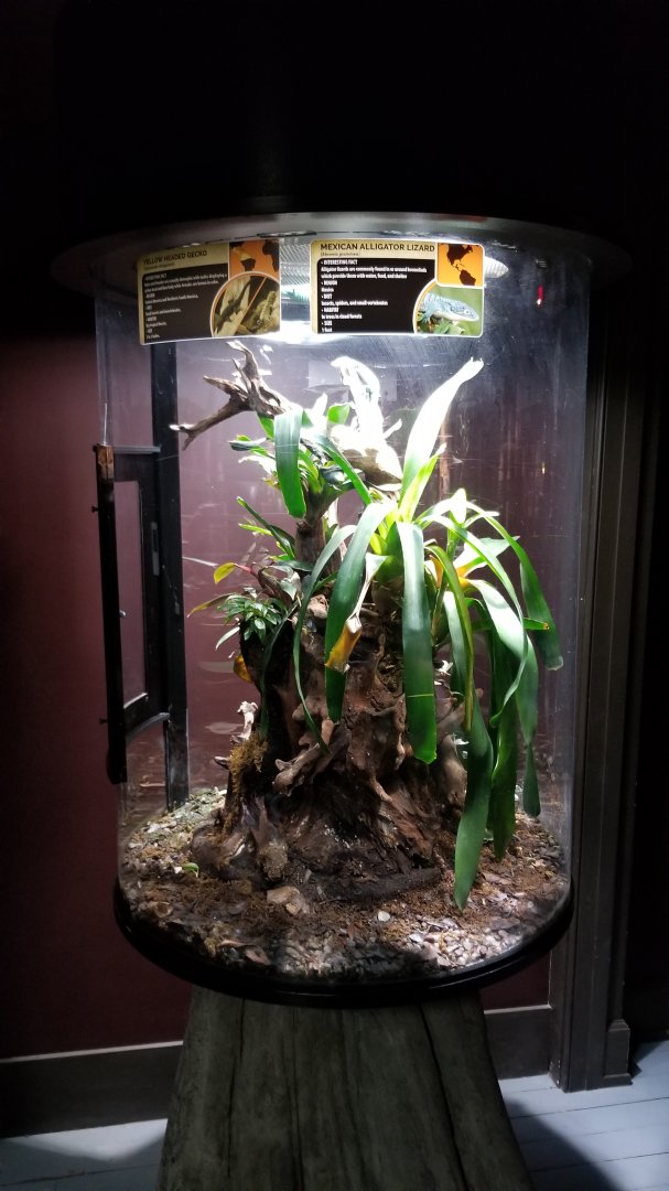 Electric City - Yellow Headed Gecko Gonatodes albogularis, Mexican Alligator Lizard Abronia graminea