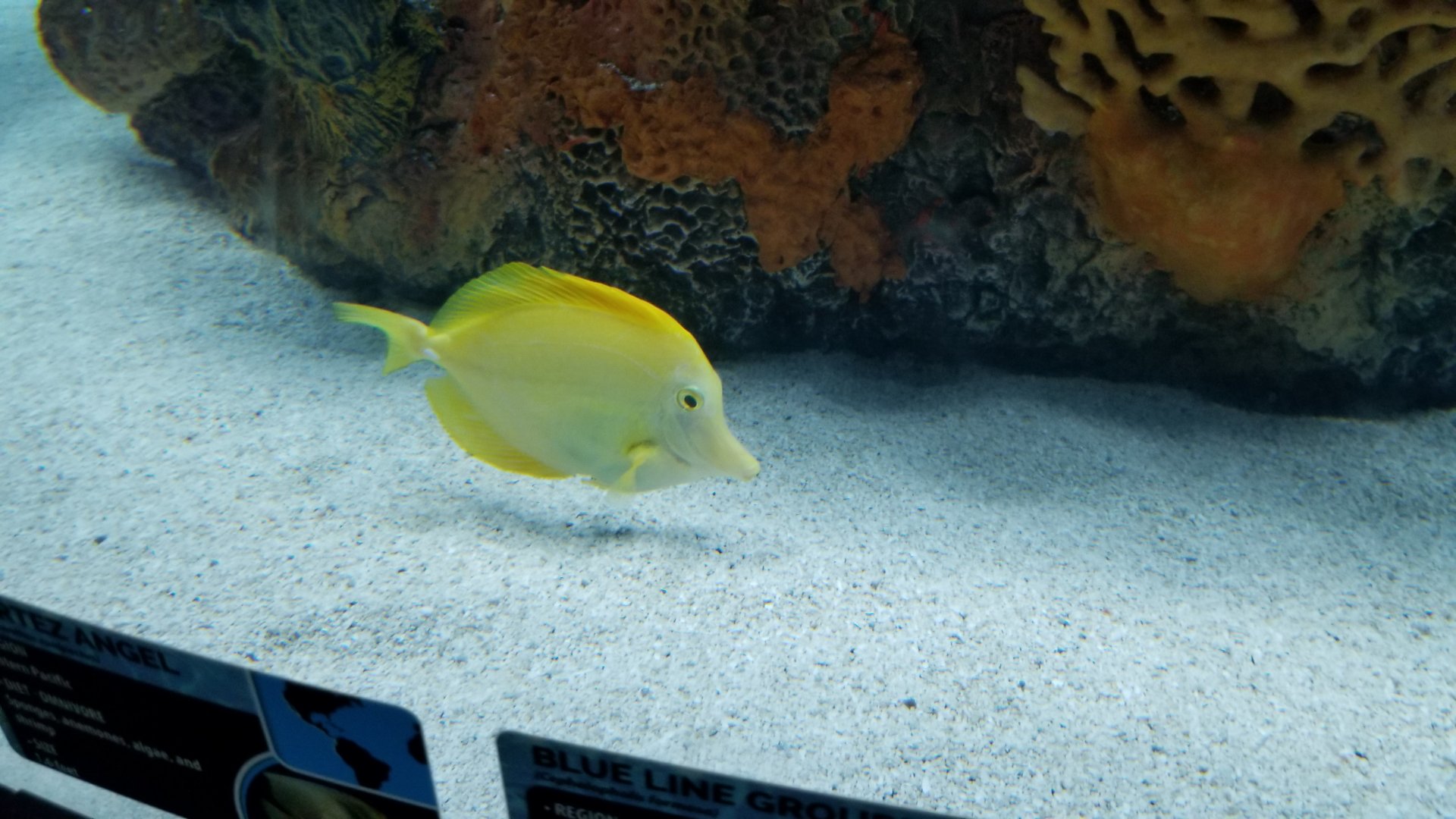 Electric City - Yellow Tang, Zebrasoma flavescens