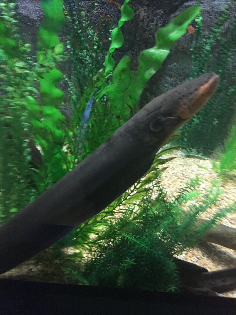 Electric eel 9-9-2018