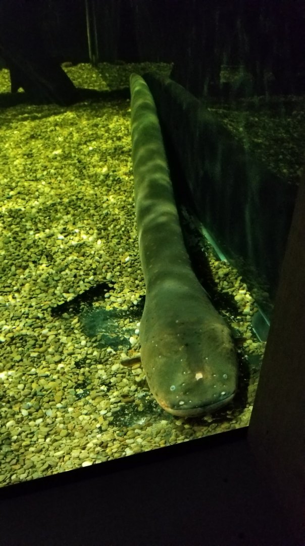 Electric Eel, Amazonia