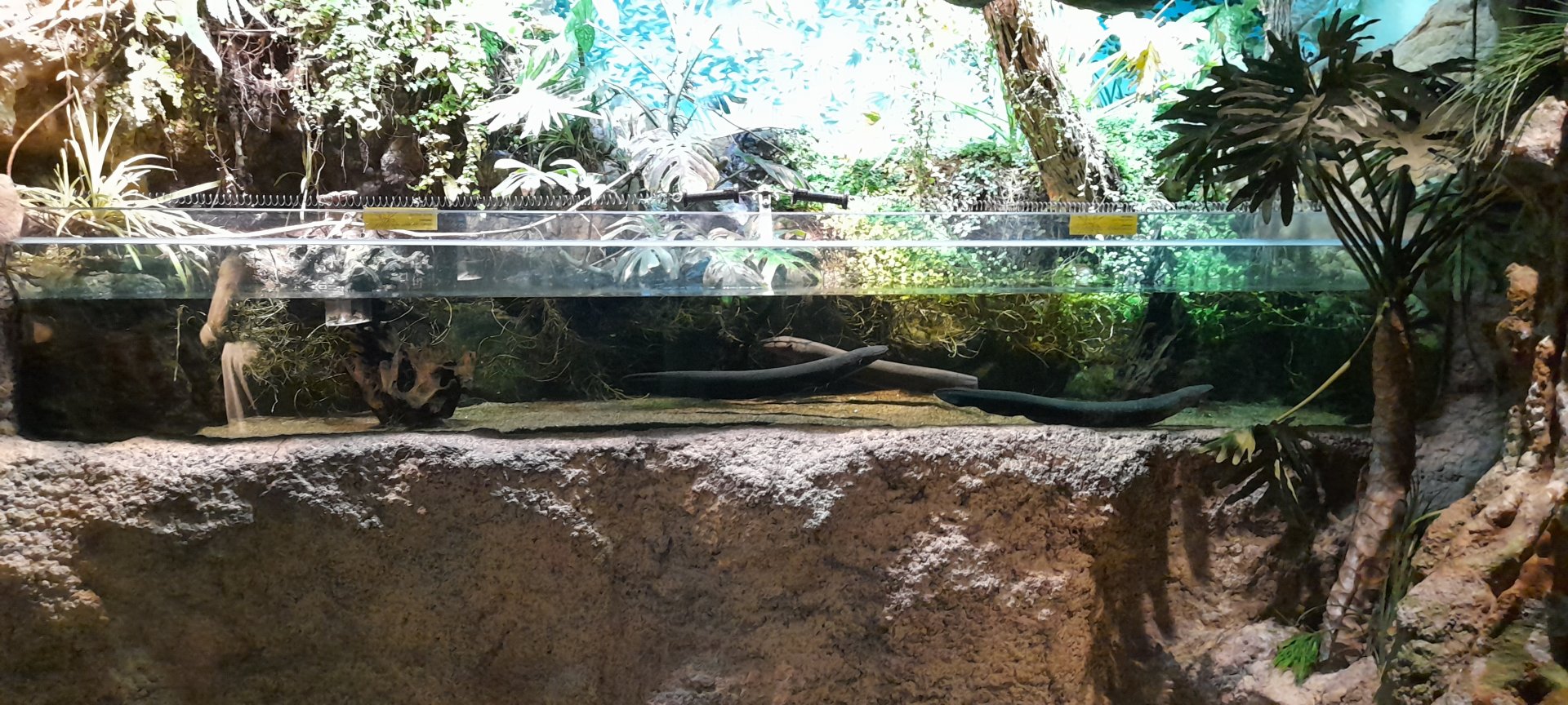Electric eel aquarium.