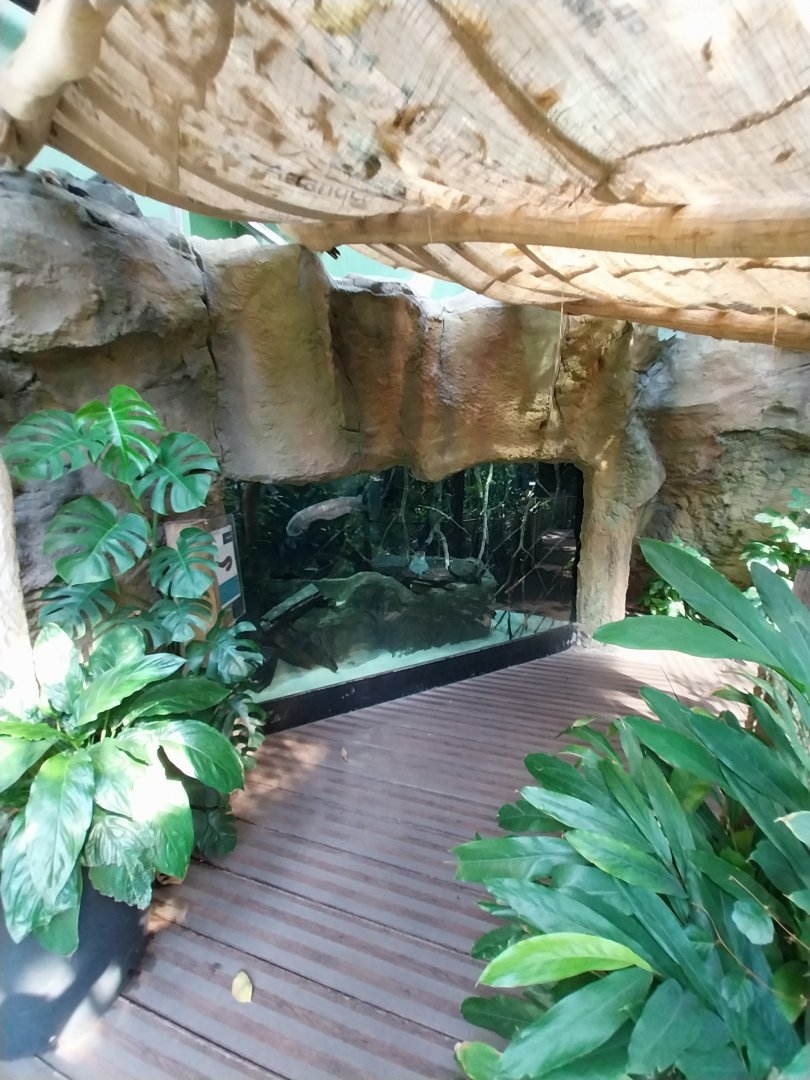 Electric eel aquarium