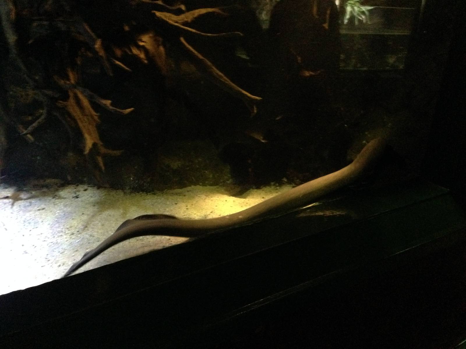 Electric Eel at Blue Planet Aquarium - 05/10/2013