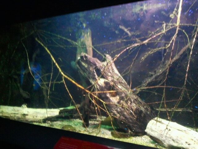 Electric eel/Cardinal tetra tank