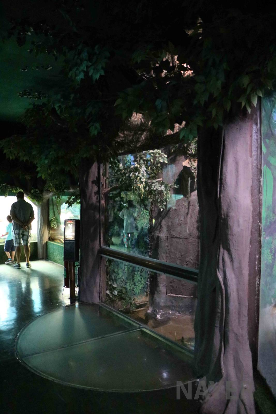 Electric eel display, April 2016