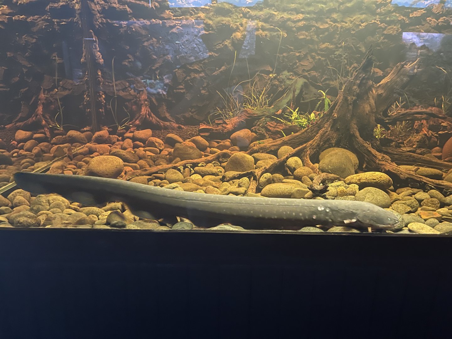 electric eel (electrophorus electricus) (1) - dunia air tawar