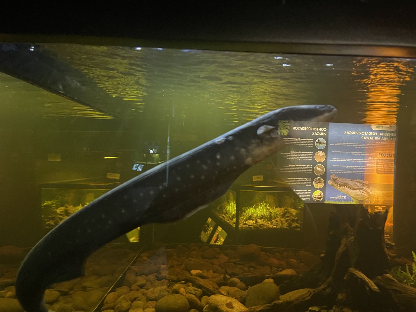 electric eel (electrophorus electricus) (2) - dunia air tawar