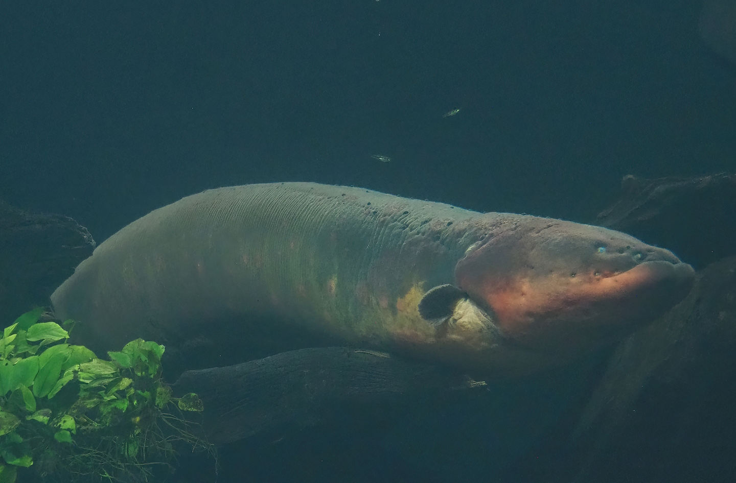 Electric eel (Electrophorus electricus), 2023-08-17