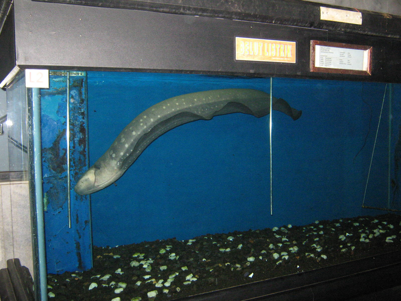 electric eel (Electrophorus electricus) at the Aquarium