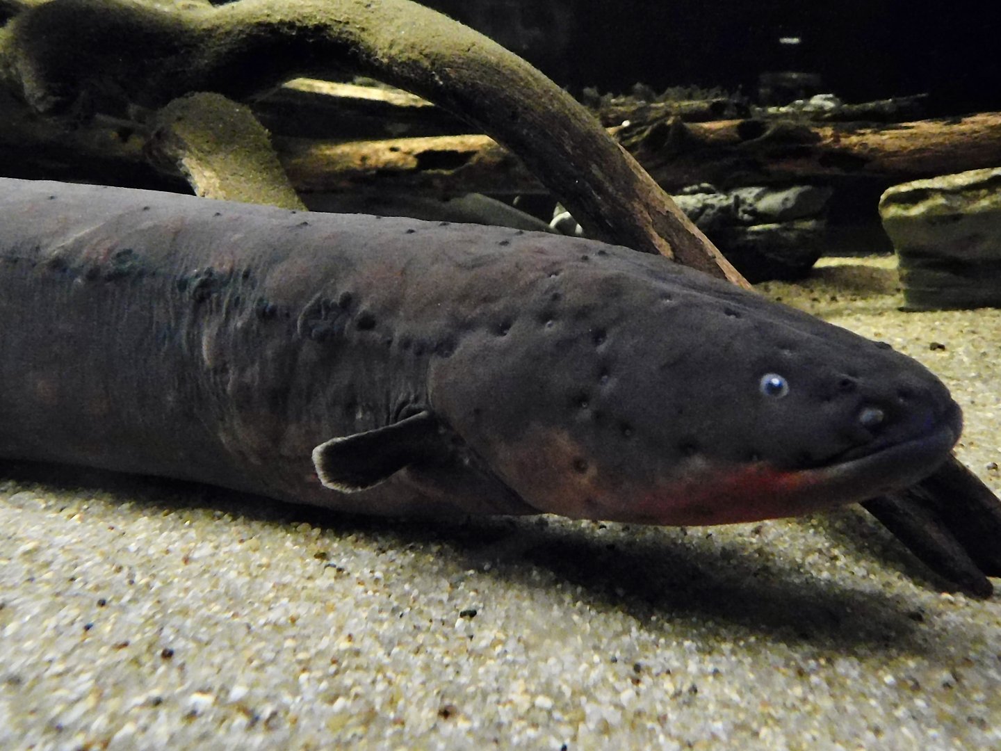 Electric Eel (Electrophorus electricus ) Kawasui Kawasaki Aquarium September 18, 2025