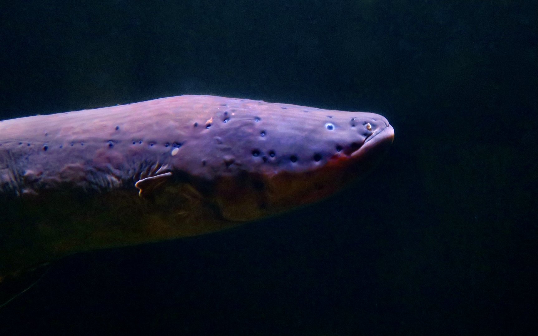 Electric Eel (Electrophorus electricus sensu lato)