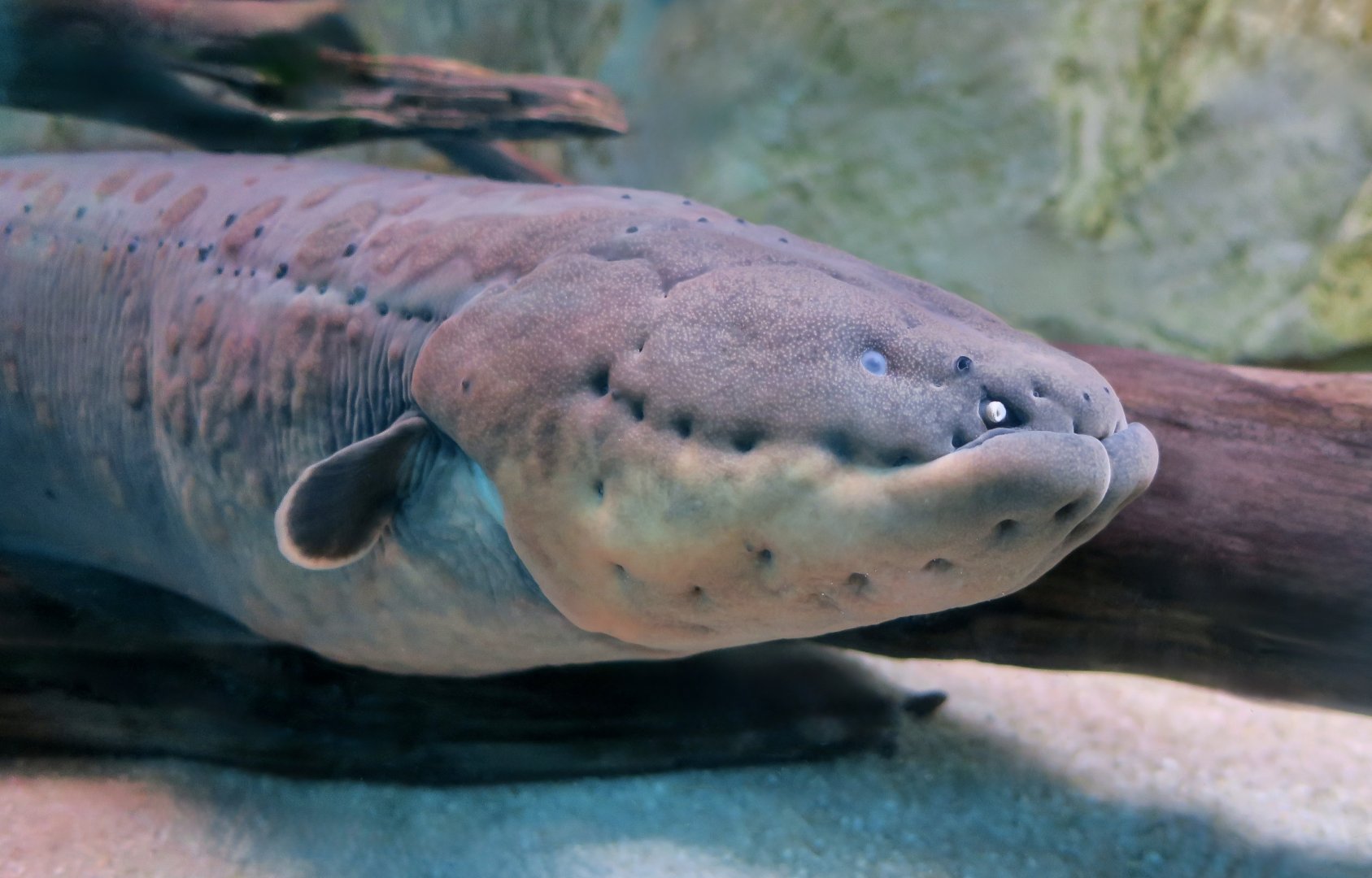 Electric Eel (Electrophorus electricus sensu lato)