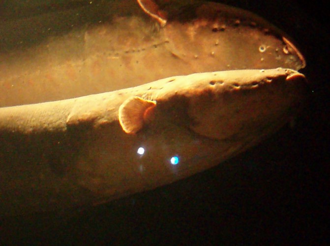 Electric Eel (Electrophorus electricus)