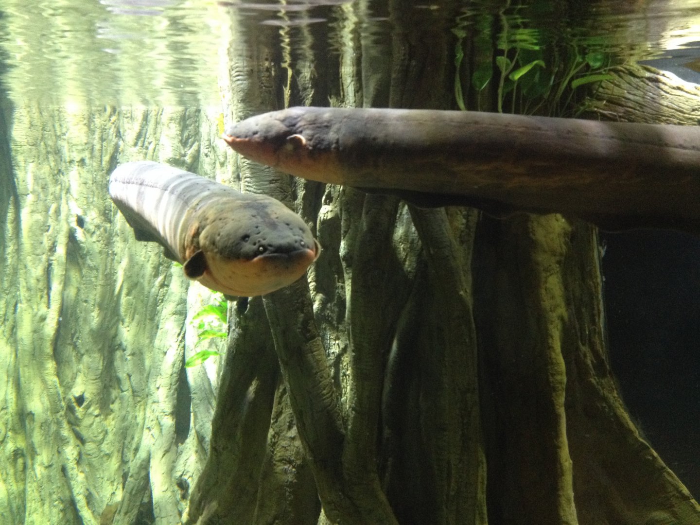 Electric Eel (Electrophorus electricus)