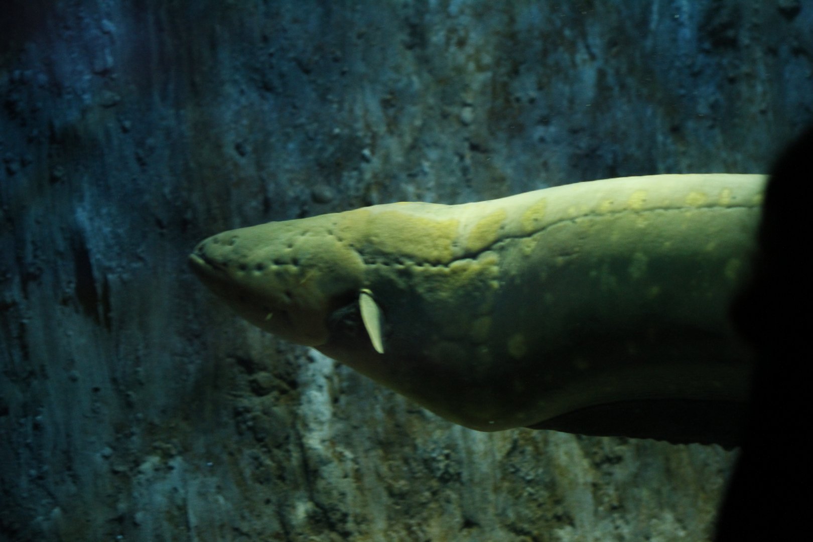 Electric eel (Electrophorus electricus)