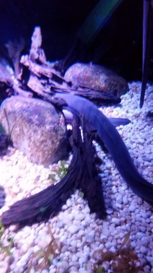 Electric eel (Electrophorus electricus)