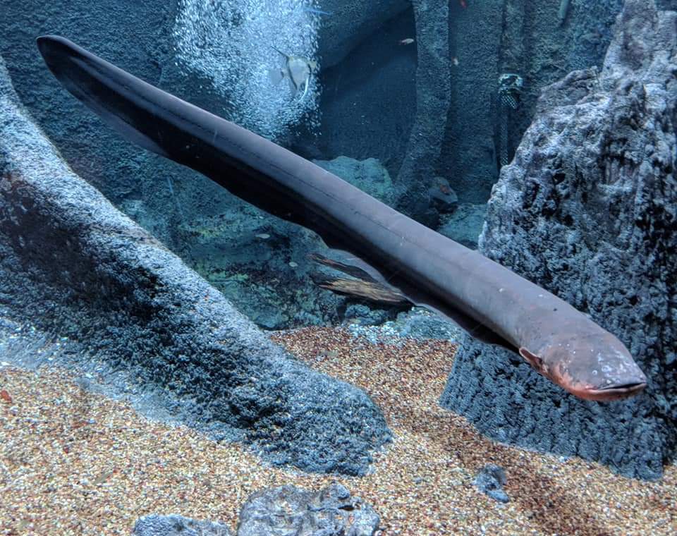Electric eel (Electrophorus electricus)