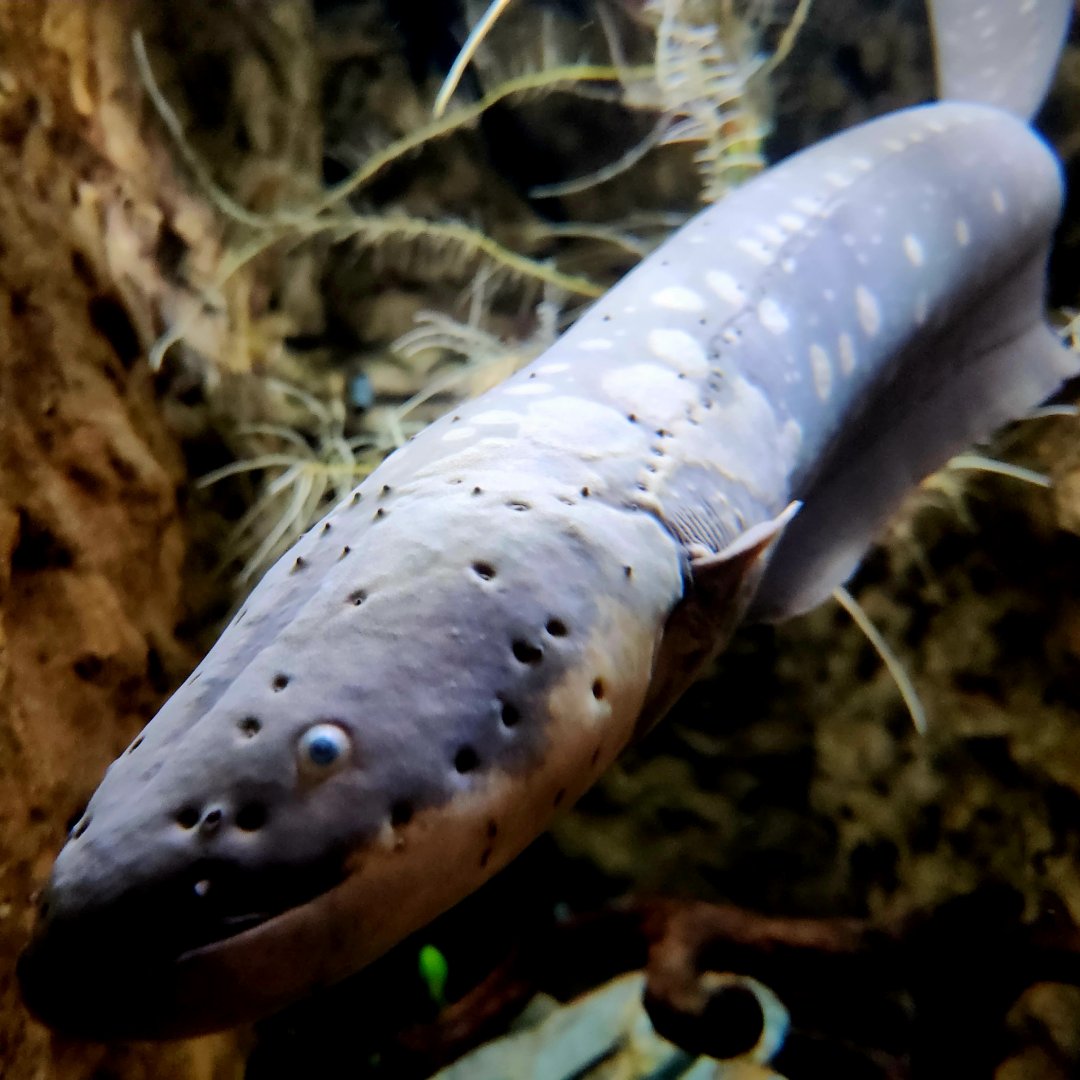 Electric Eel (Electrophorus electricus)