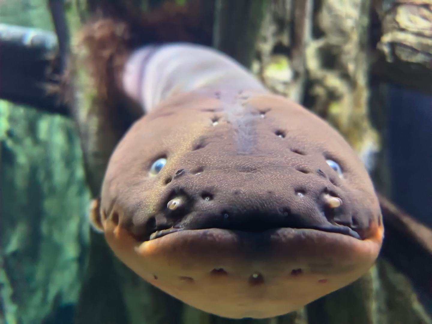 Electric Eel (Electrophorus electricus)