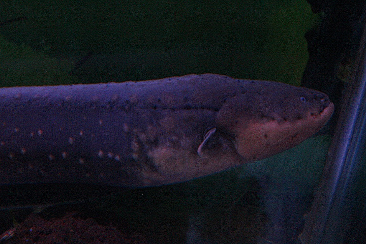 Electric eel (Electrophorus electricus)